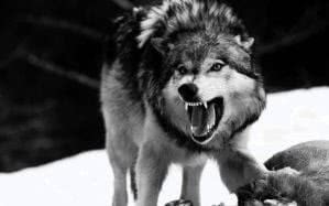 Angry Wolf Wallpaper Cave Image 1
