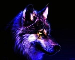 Cool Wallpaper Wolf Image 1
