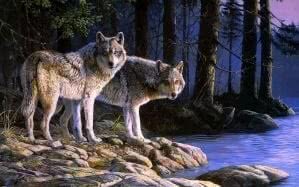2 Wolves Wallpaper HD Image 1
