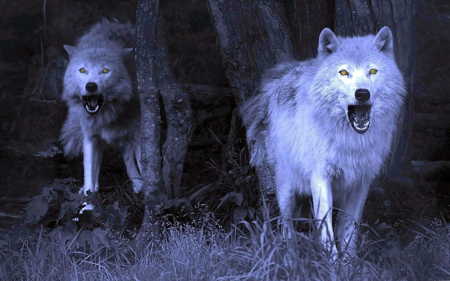 wolf home screen wallpaper background image 4