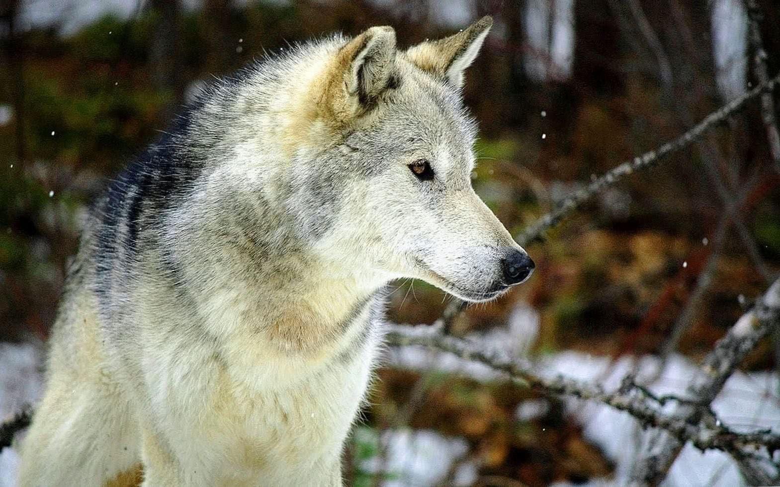 Gray Wolf HD Wallpapers 1080p