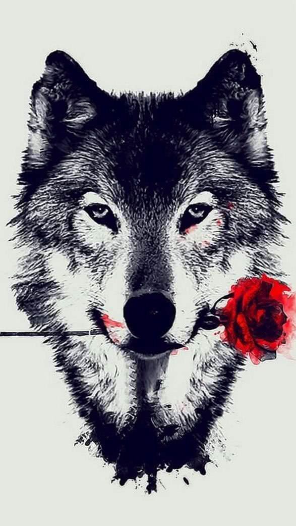 wolf and rose wallpaper background image 2