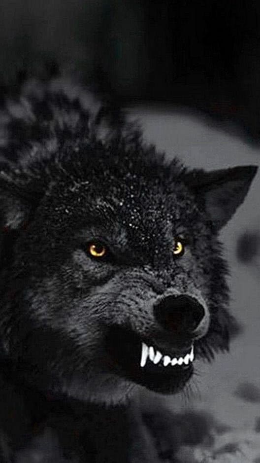 Black Wolf Wallpapers iOS