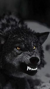 Black Wolf Wallpaper iOS Image 2