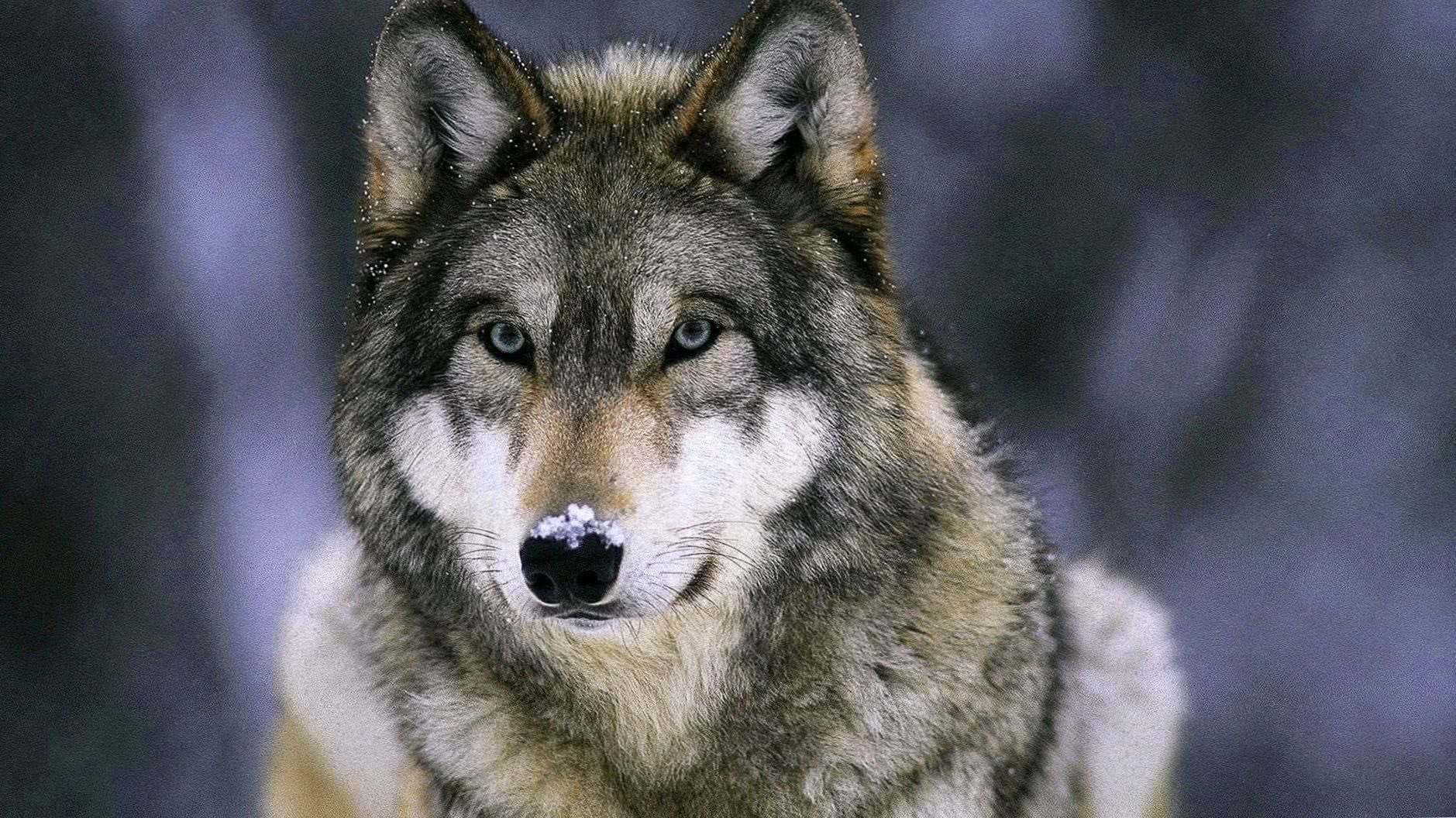 1920×1080 Wallpapers HD Wolf