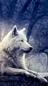 Wallpapers Wolf Game