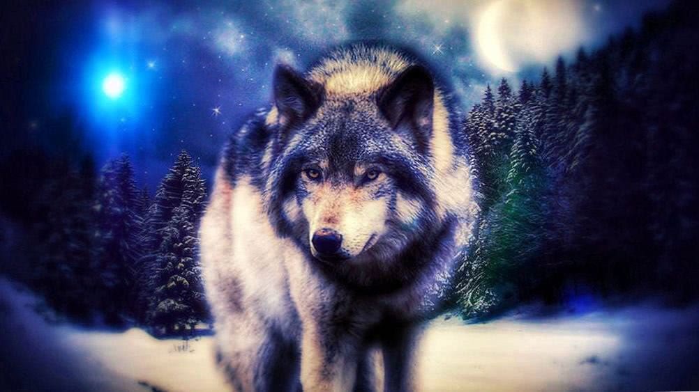 magic wolf wallpaper background image 6