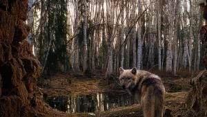 Wolves Forest Wallpapers