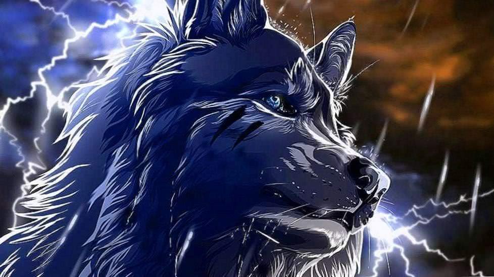 cool wolf background wallpaper background image 5