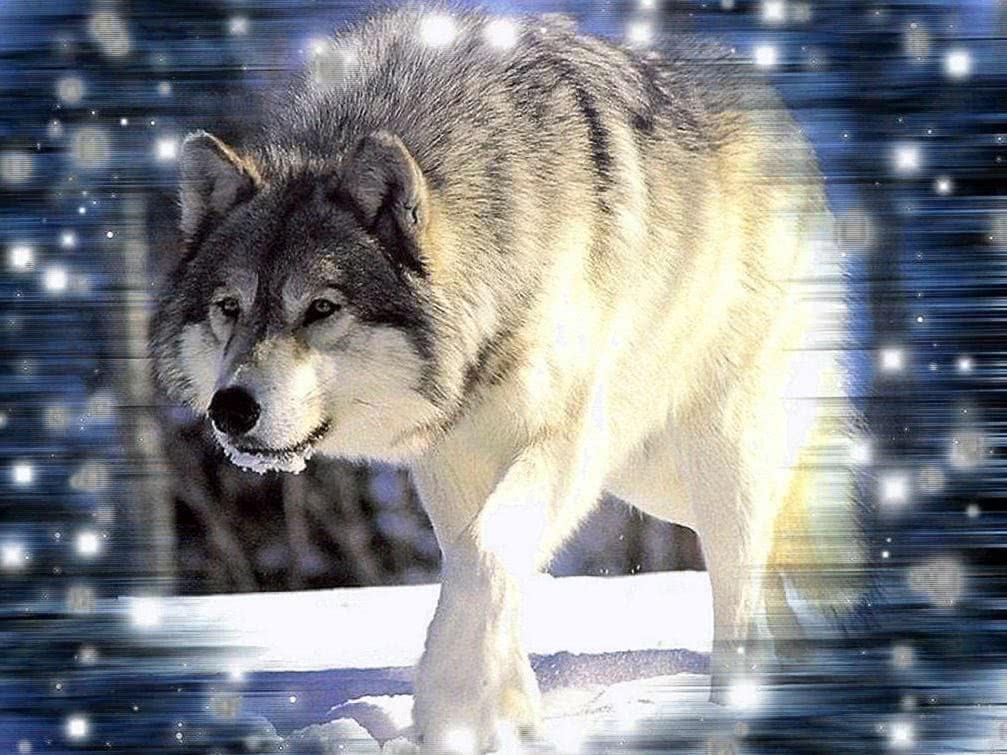 Wallpaper Of Wolf Wild Image 1