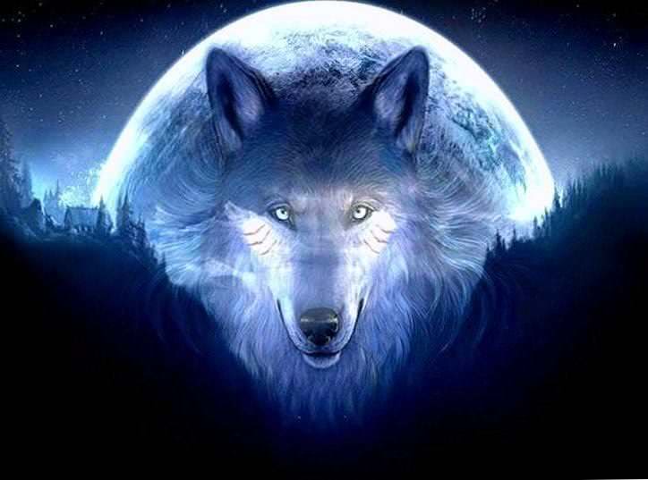 wolf hd 3d wallpaper background image 5