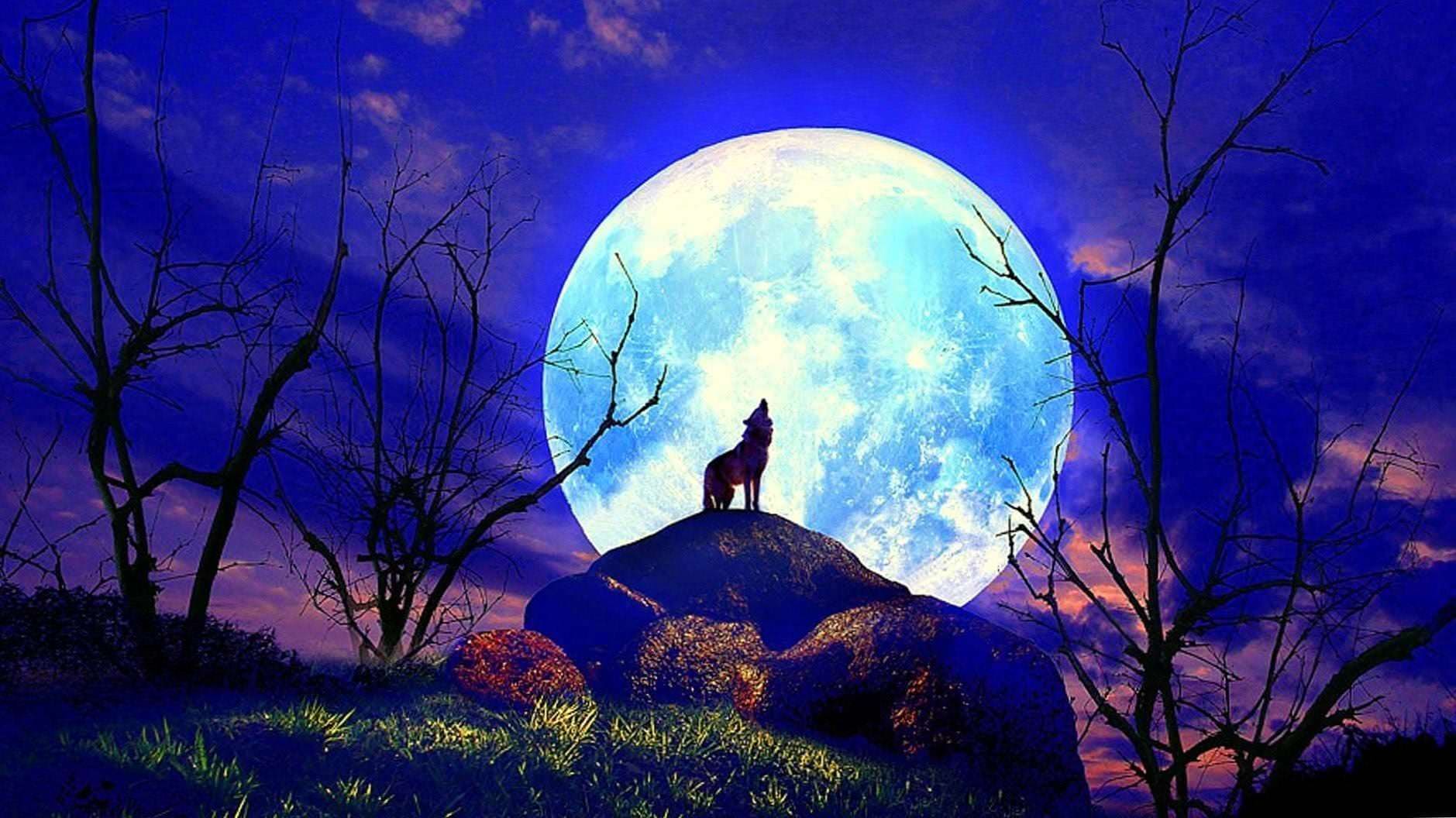 Wolf Moonlight HD Wallpapers