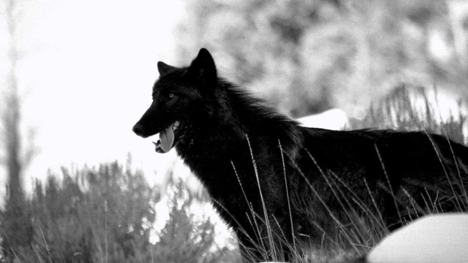 hd wallpaper black wolf background image 5