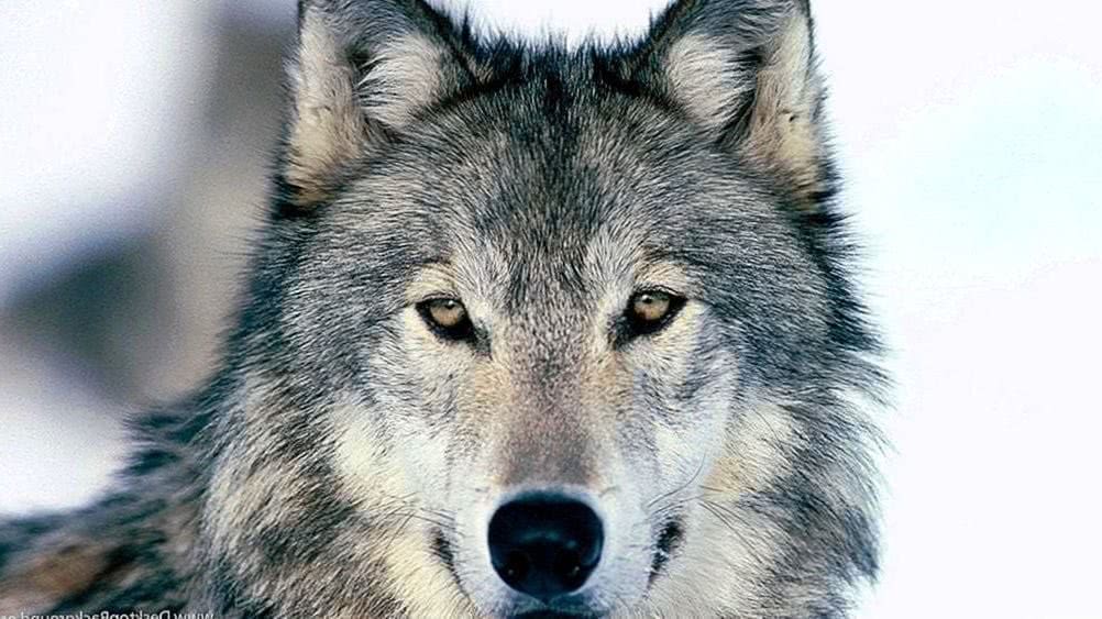 Ultra HD Wallpapers Wolf