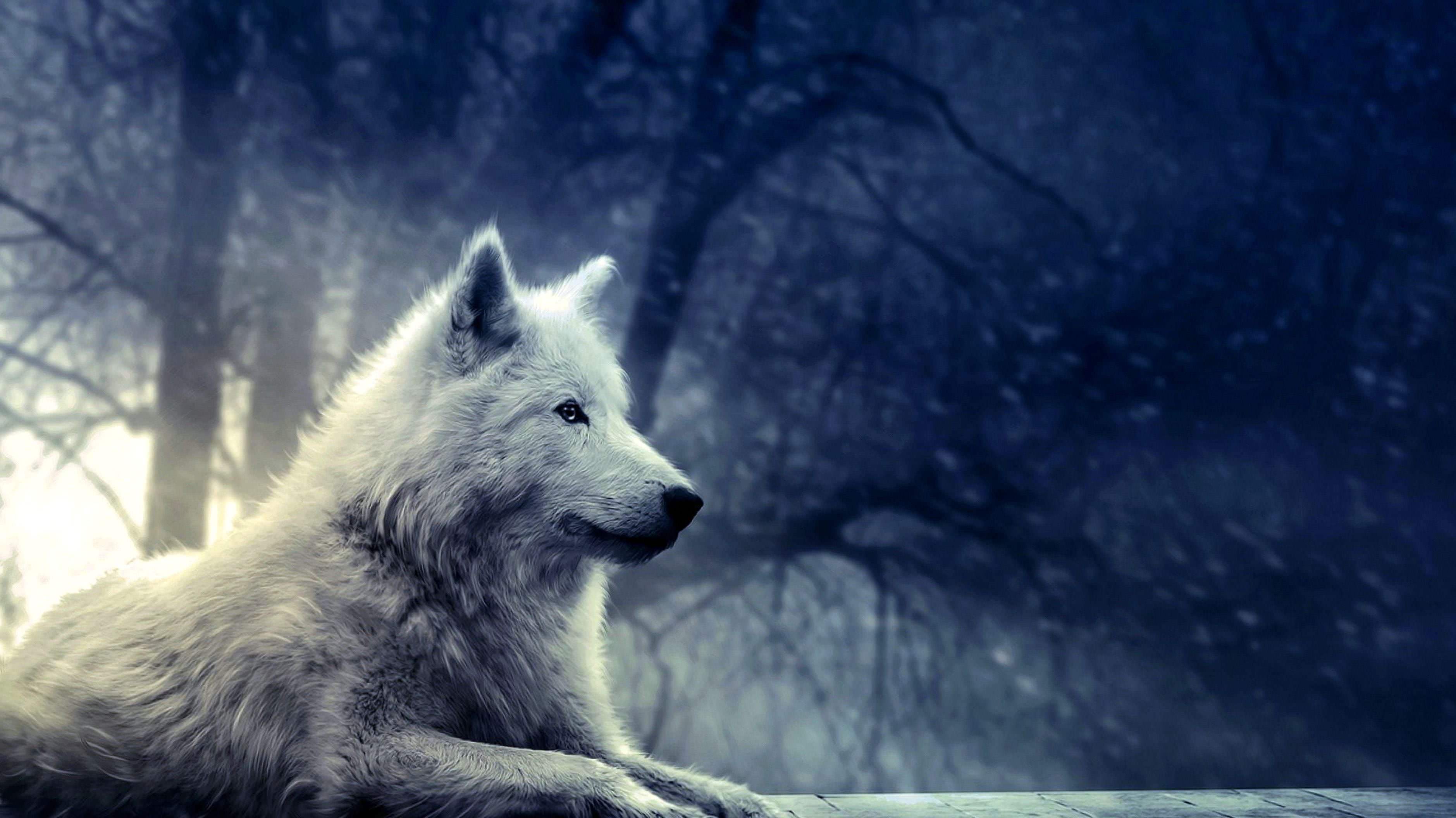 4k wallpaper of wolves background image 2