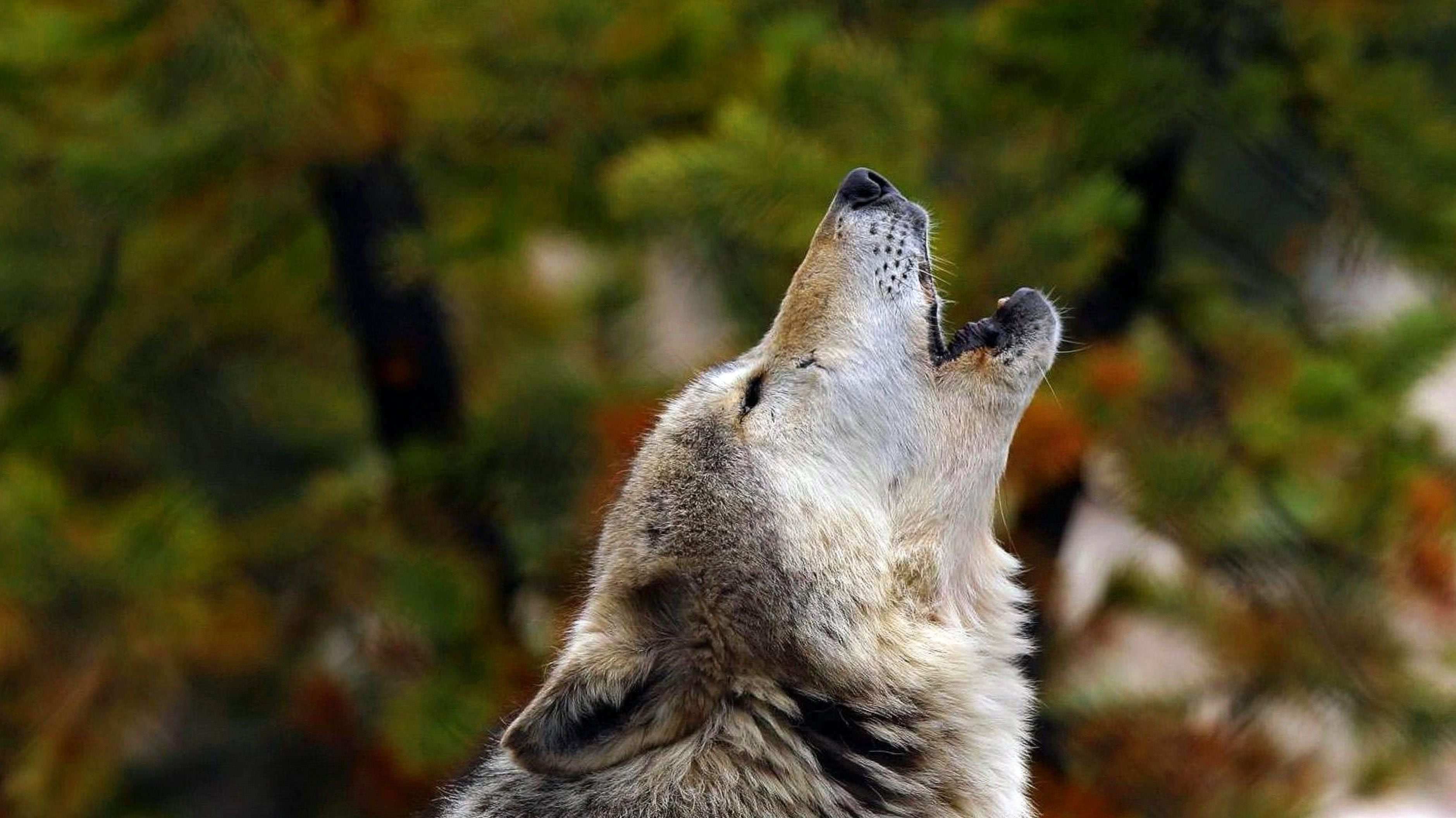 4K Wallpaper Howling Wolf Image 1