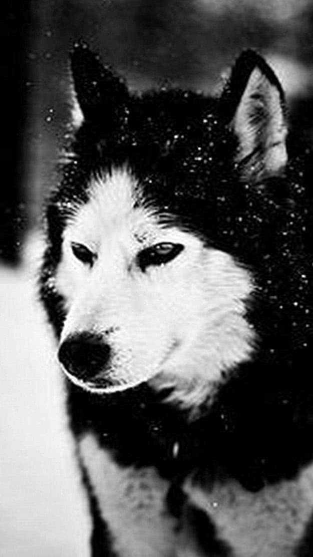 Black And White Wolf Wallpapers iPhone