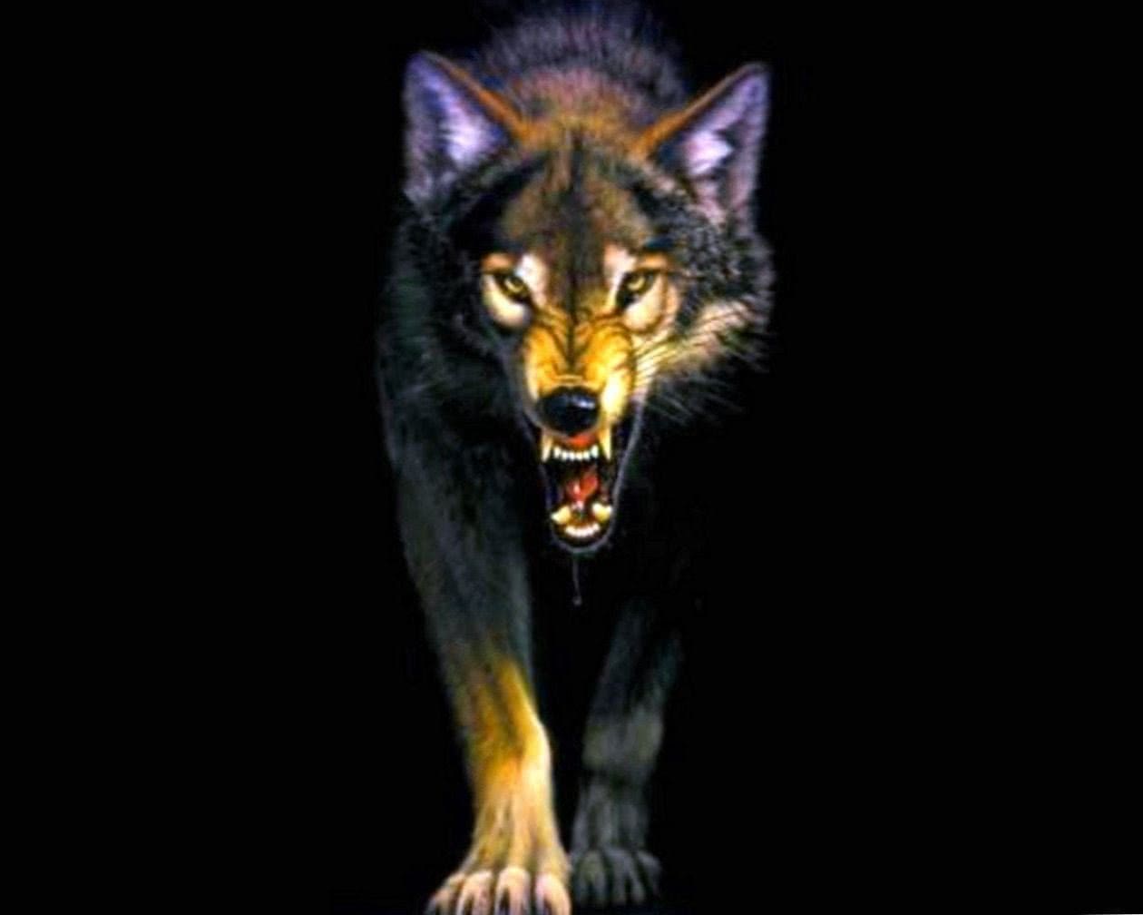 Angry Wolf HD Wallpapers 1080p