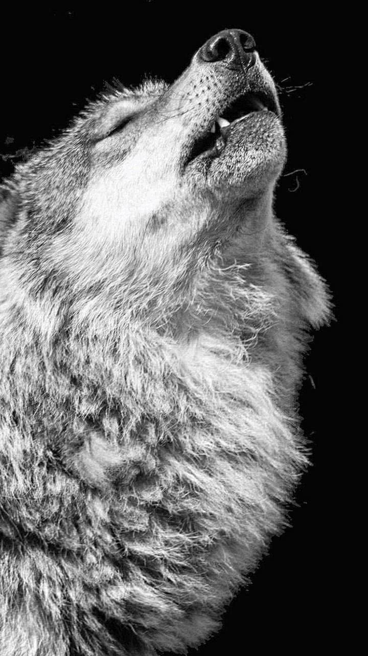 Wolf Animal Mobile Wallpapers