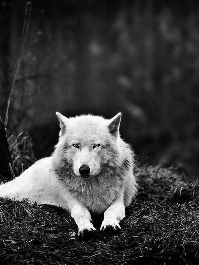 Wolf Wallpaper For iPad Image 1