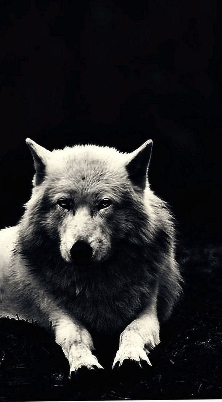 Wolves Hunting HD Wallpapers