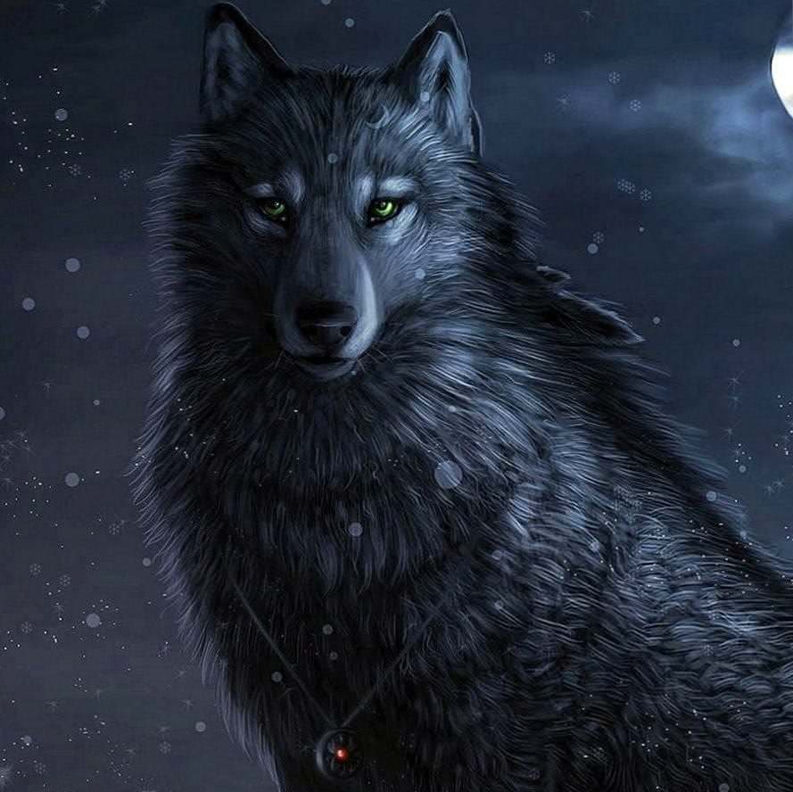 Wolf iPhone 5 Wallpapers