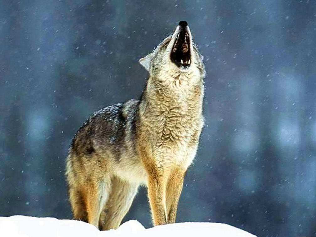 Desktop Wallpaper Howling Wolf Image 1