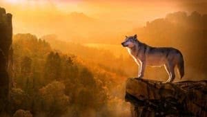 Amazing Wolf Wallpapers 4K