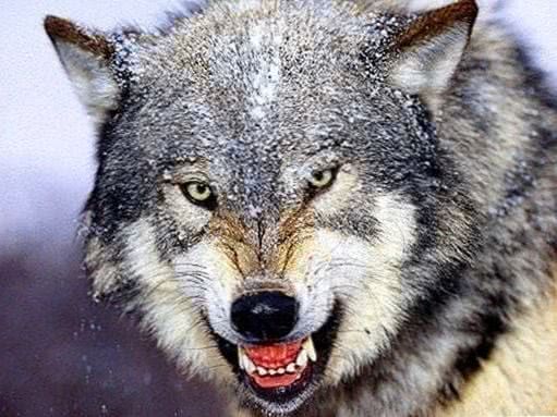 Aggressive Wolf Wallpaper Image 1