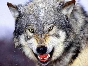 Aggressive Wolf Wallpapers