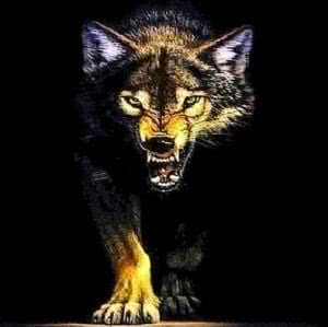 Wolf Growling Wallpapers