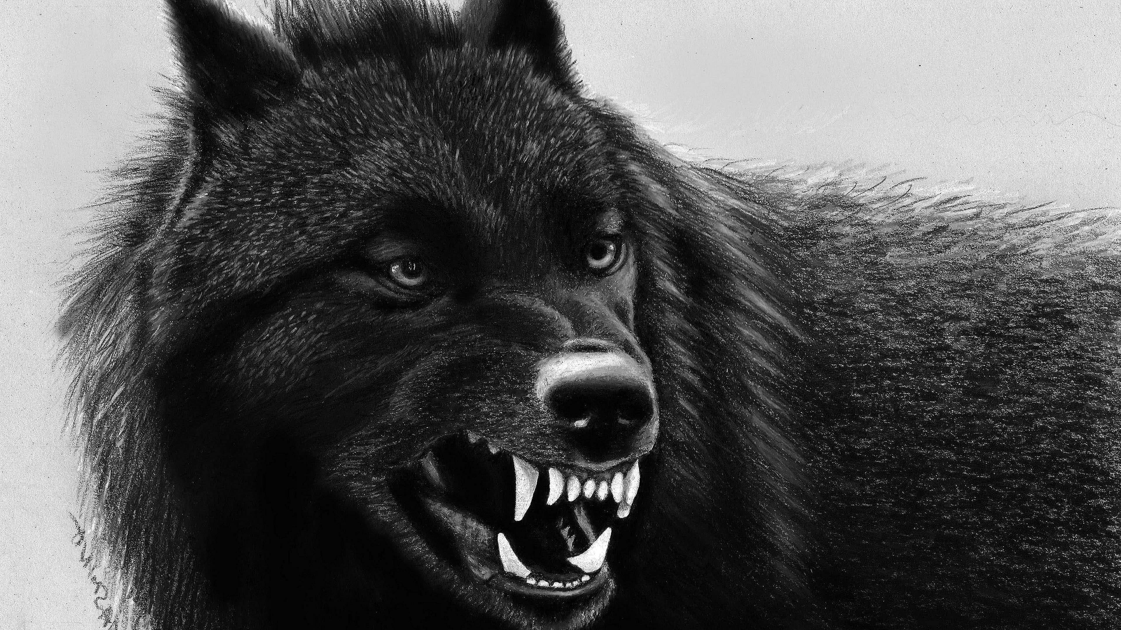 Angry Black Wolf Wallpapers 4k Wolf Wallpaperspro