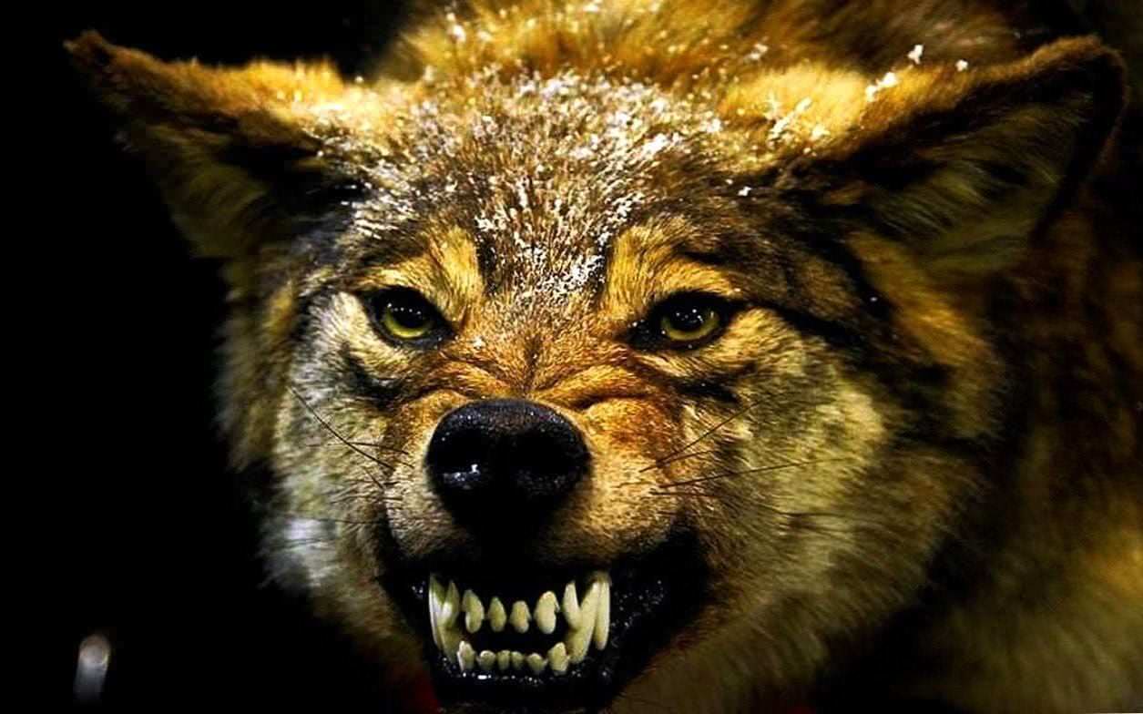 Angry Wolf HD Wallpapers