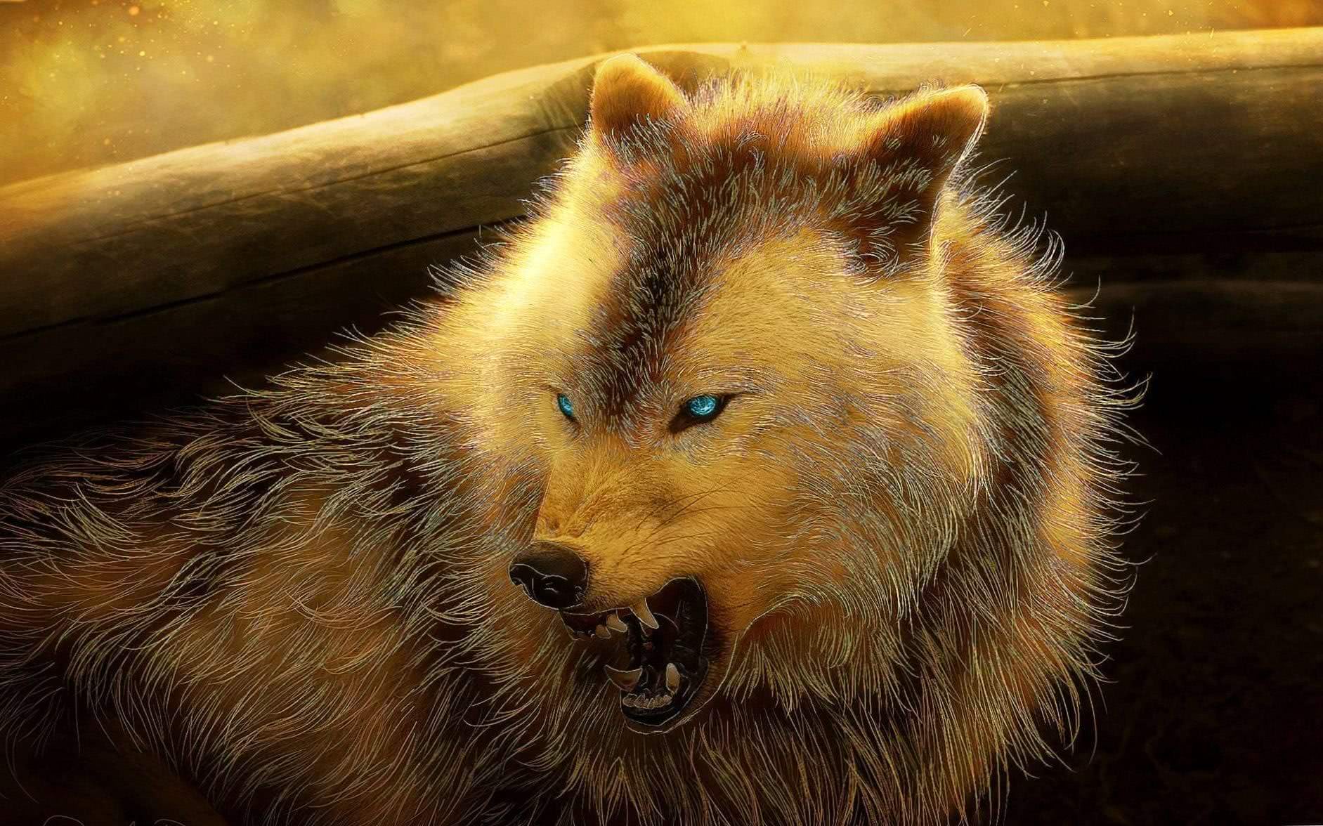 Angry Wolf Wallpaper 4K Image 1