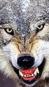 Angry White Wolf HD Wallpaper Image 1