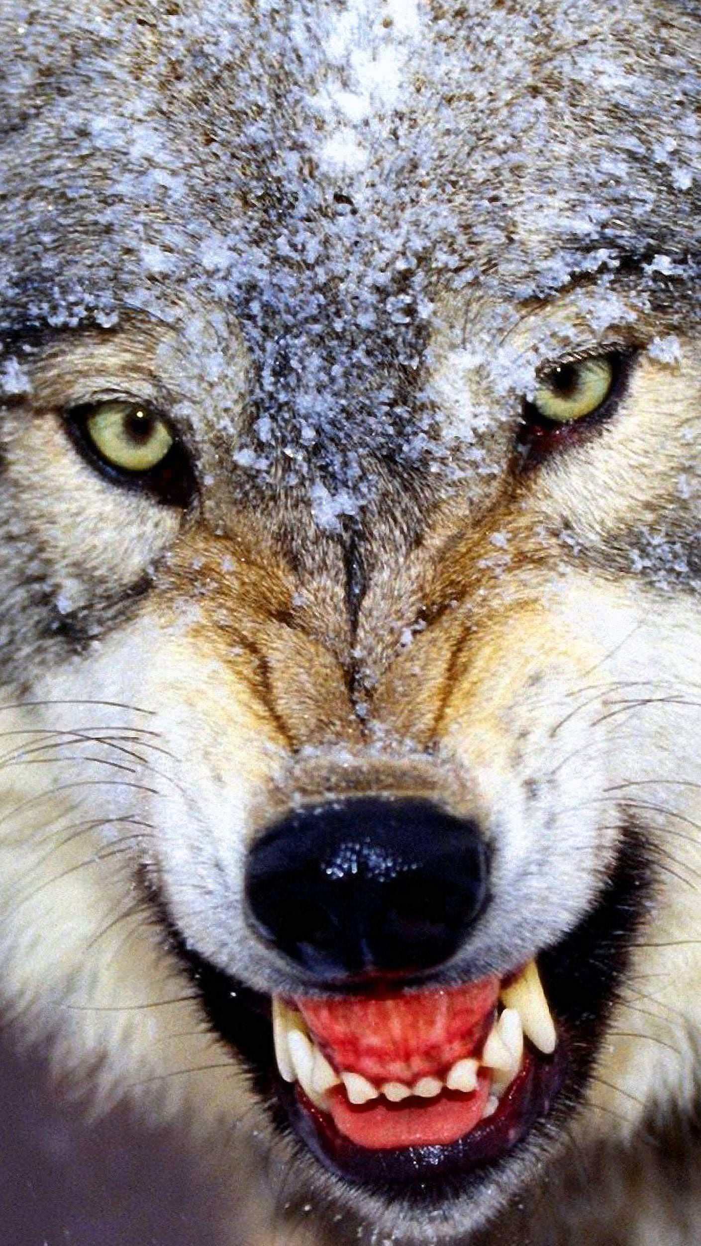 Angry Wolf HD Wallpapers For Mobile