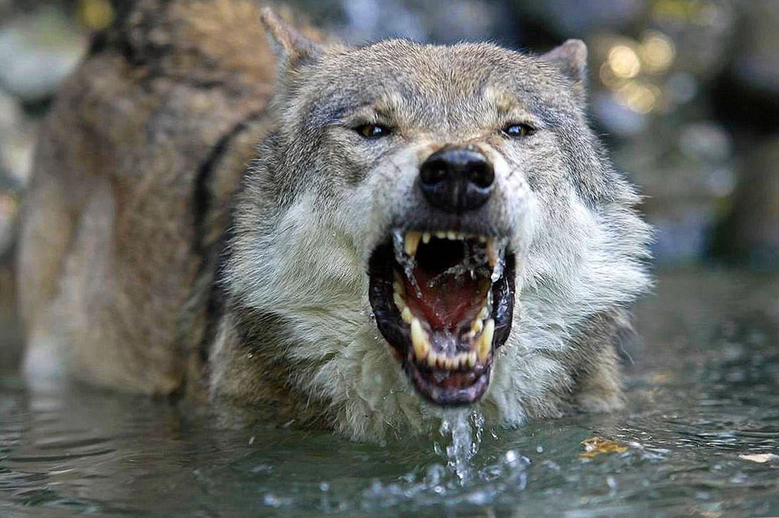 Angry Wolf Wallpapers HD 1080p