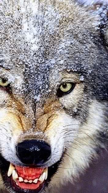 Angry Wolf Wallpapers HD For Mobile