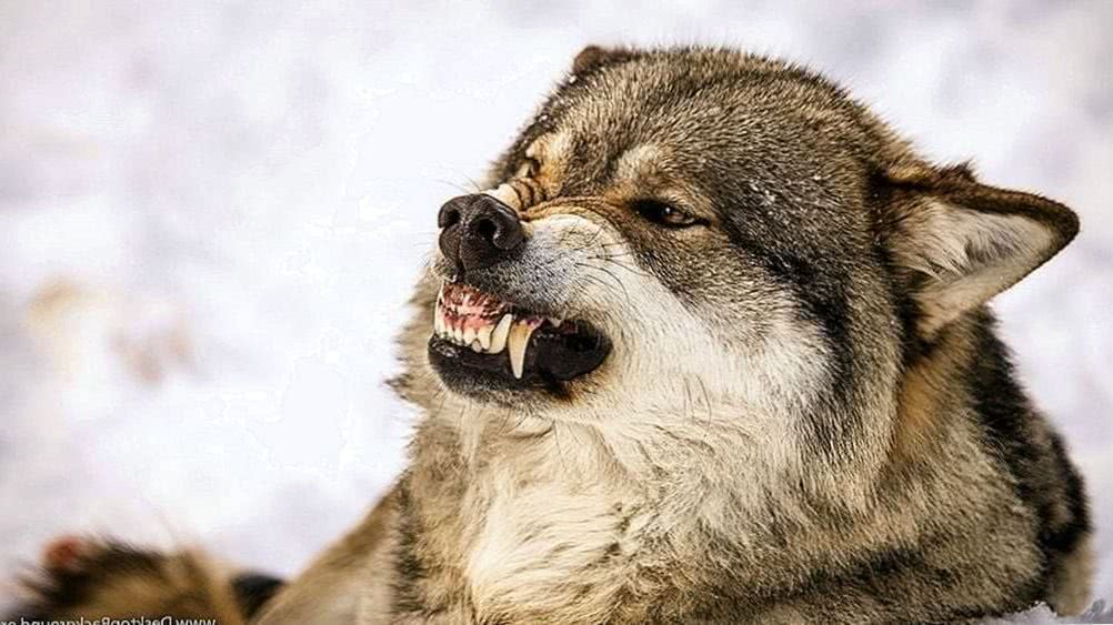 Angry Wolf Face Wallpapers