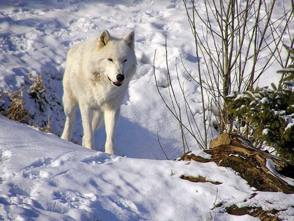 HD Arctic Wolf Wallpapers
