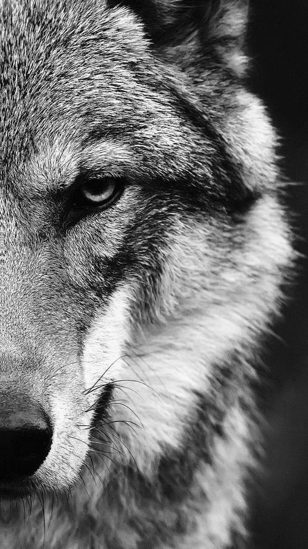 White Wolf 1080×1920 Wallpapers