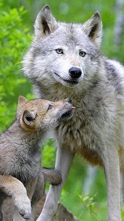baby wolf mobile wallpaper background image 3
