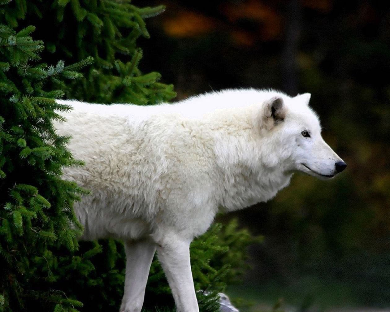 Arctic Wolf Wallpaper 1080p Image 1