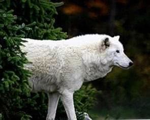 Arctic Wolf Wallpapers Tumblr