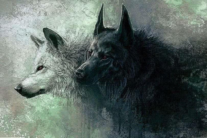 Wolf Wallpapers For Samsung