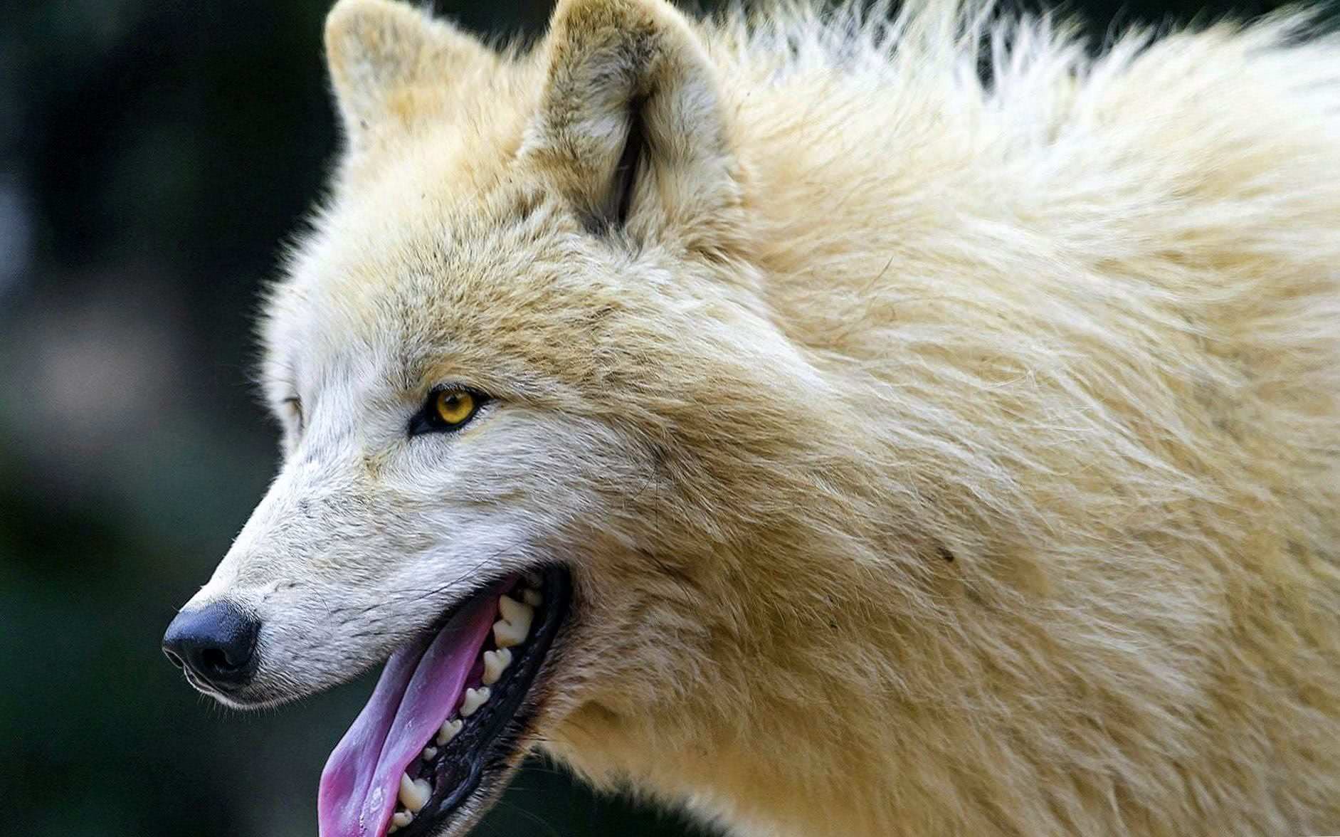 Arctic Wolf Wallpapers HD