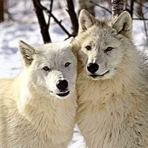 Wallpapers Arctic Wolf