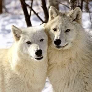 Polar Wolf Wallpapers