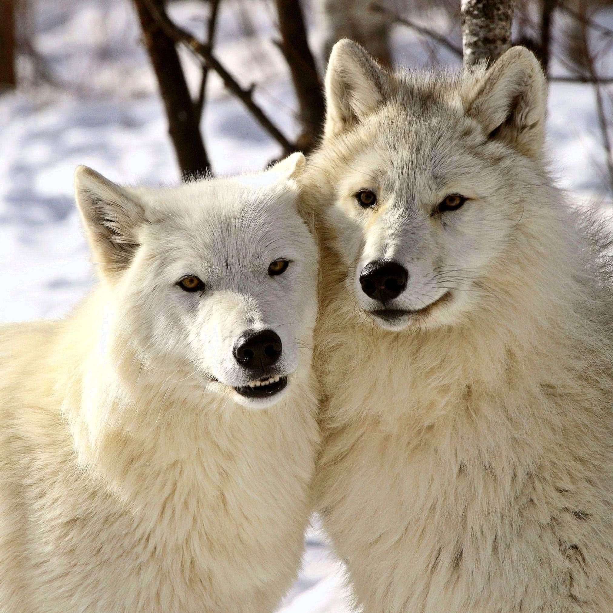 Arctic Wolf Desktop Wallpaper Image 1