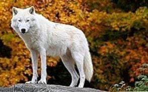 Cute Arctic Wolf Wallpapers